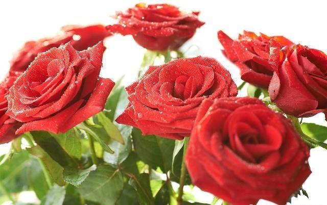 How to get rid of bugs on roses naturally