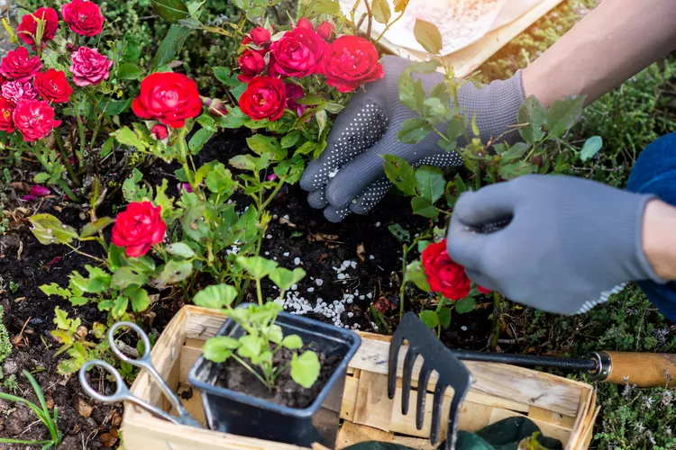 How to prune roses in spring