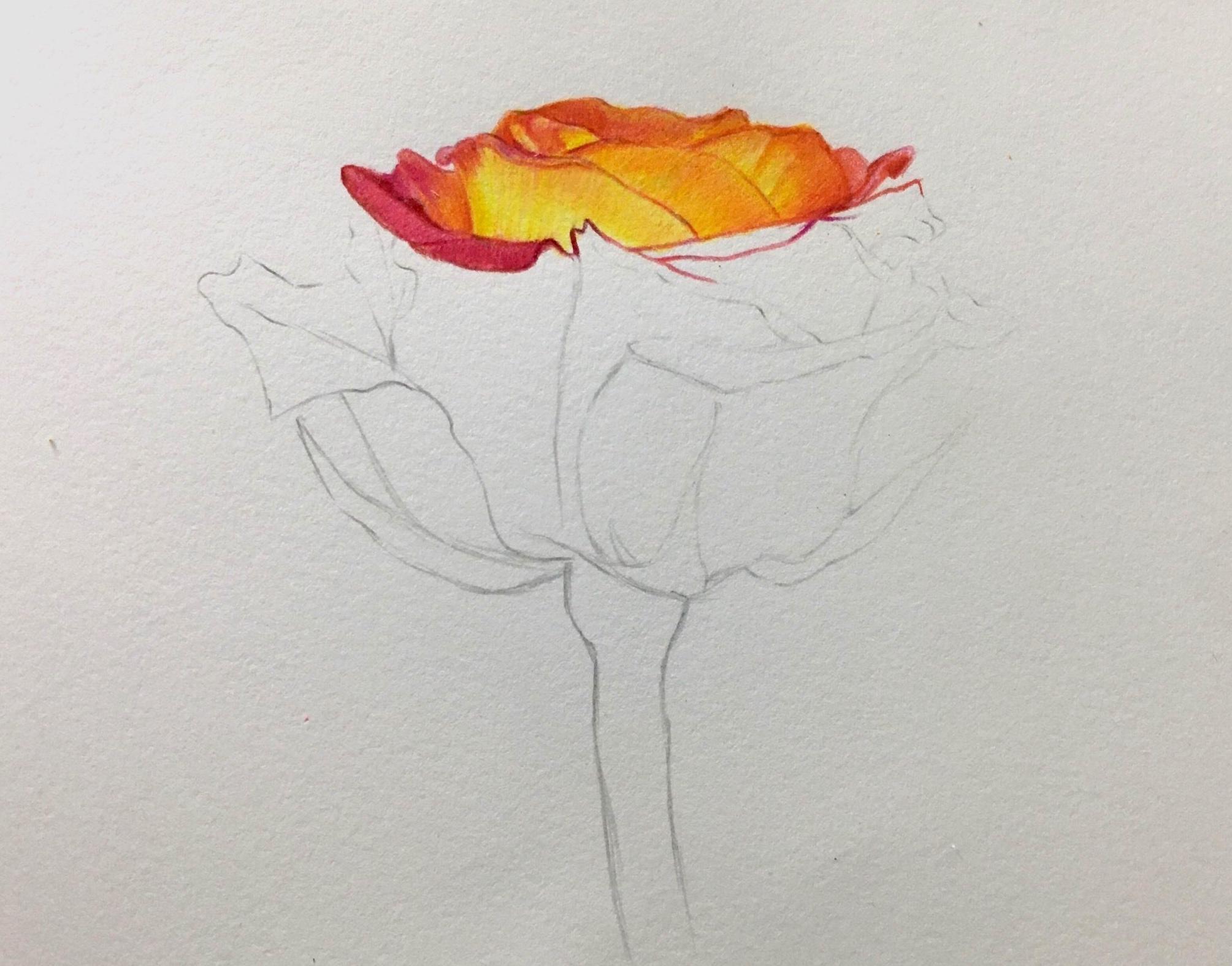 how to draw a bouquet of roses