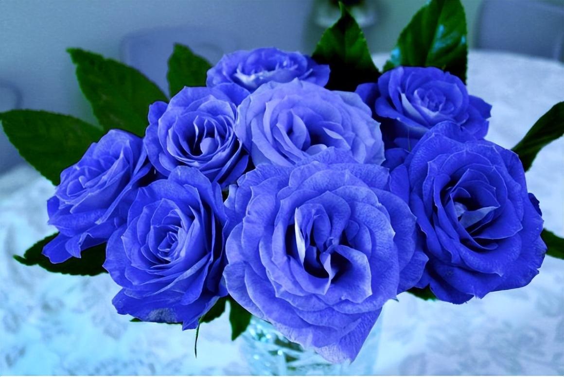 How to dye roses blue