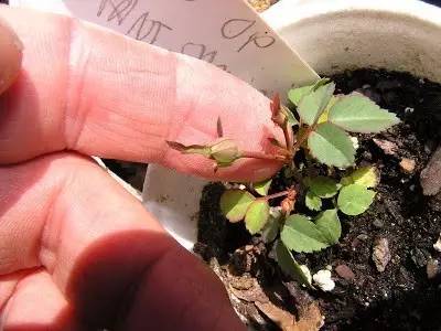 How to grow roses from seeds