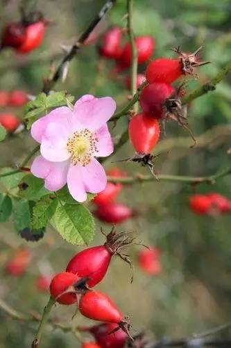 How to grow roses from seeds