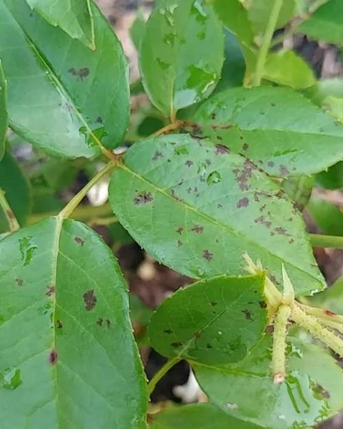 How to treat black spot on roses