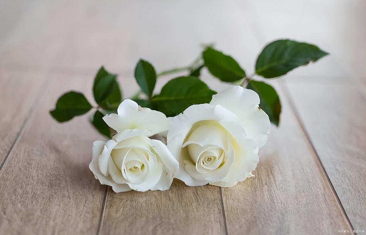 What does white roses mean to a woman