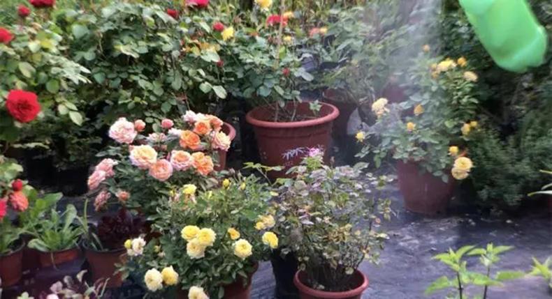 How to prune roses after they bloom