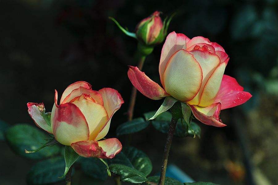 How to prune roses after they bloom