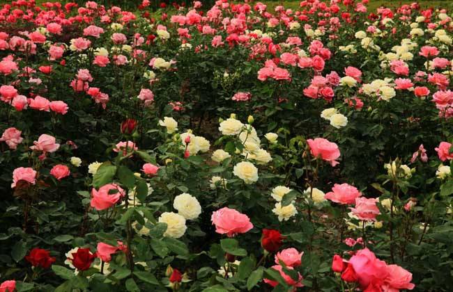 How to keep roses blooming