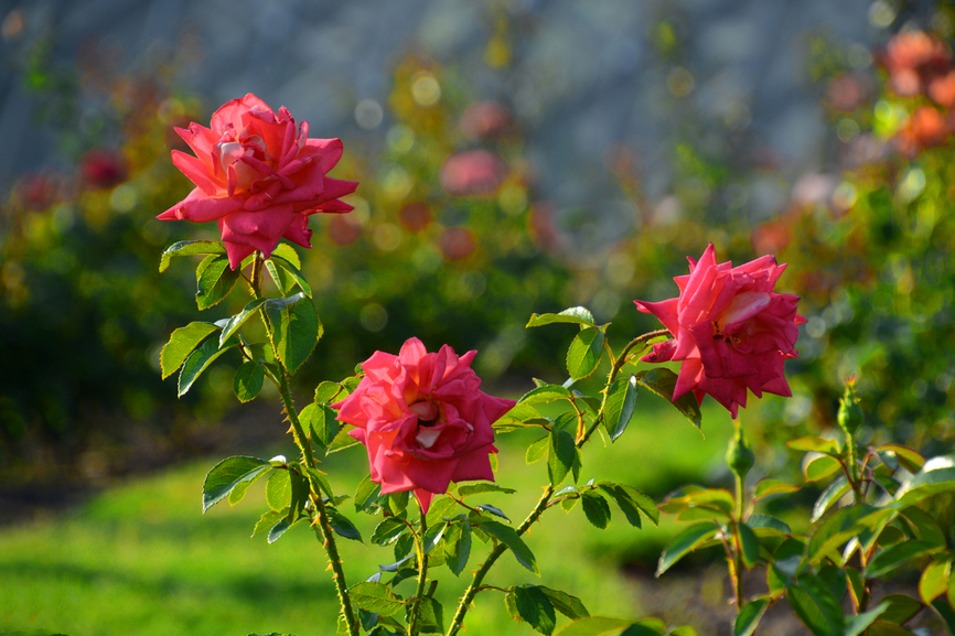 Can you over water roses