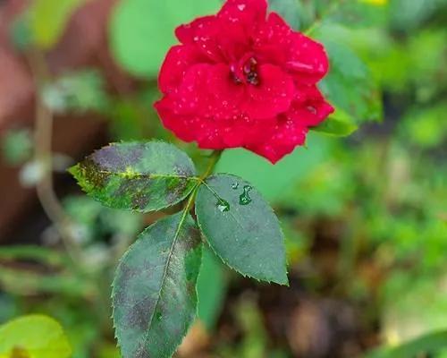 How to treat black spot on roses