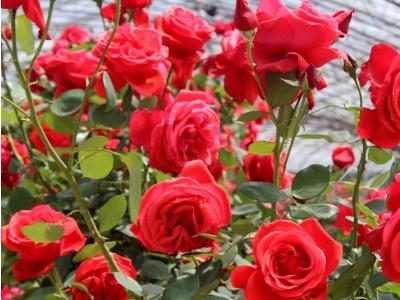 How to keep indoor roses alive