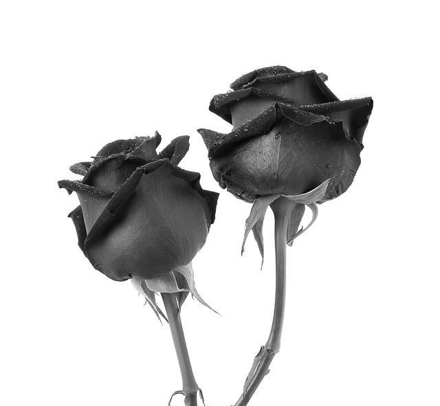 Do black roses grow naturally