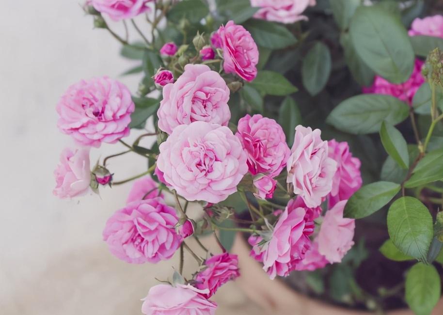 How to keep roses blooming