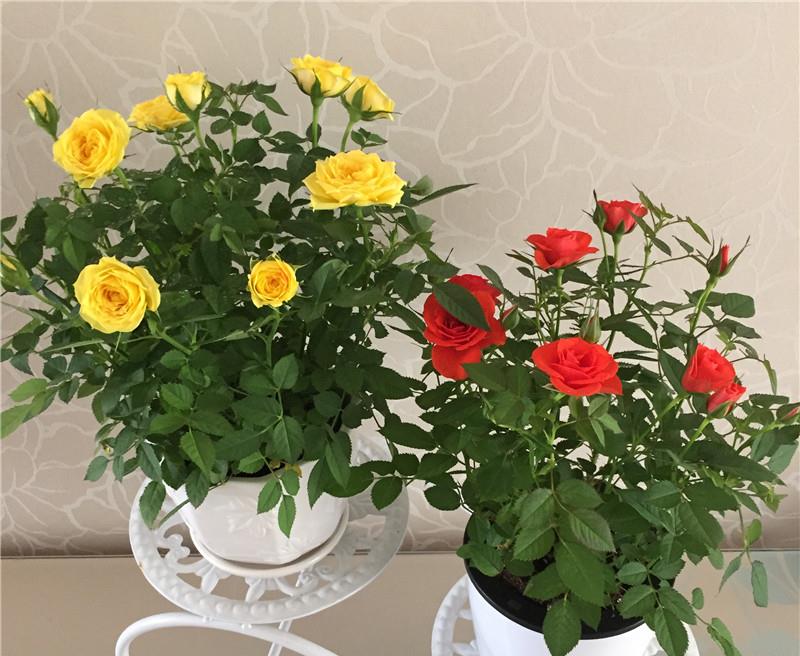 How to care for mini roses indoors