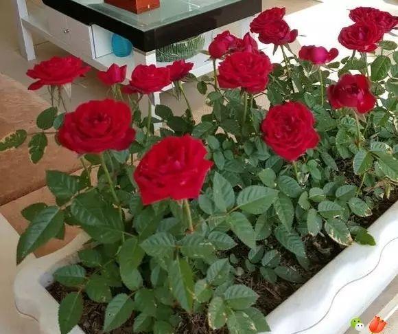 How to care for mini roses indoors