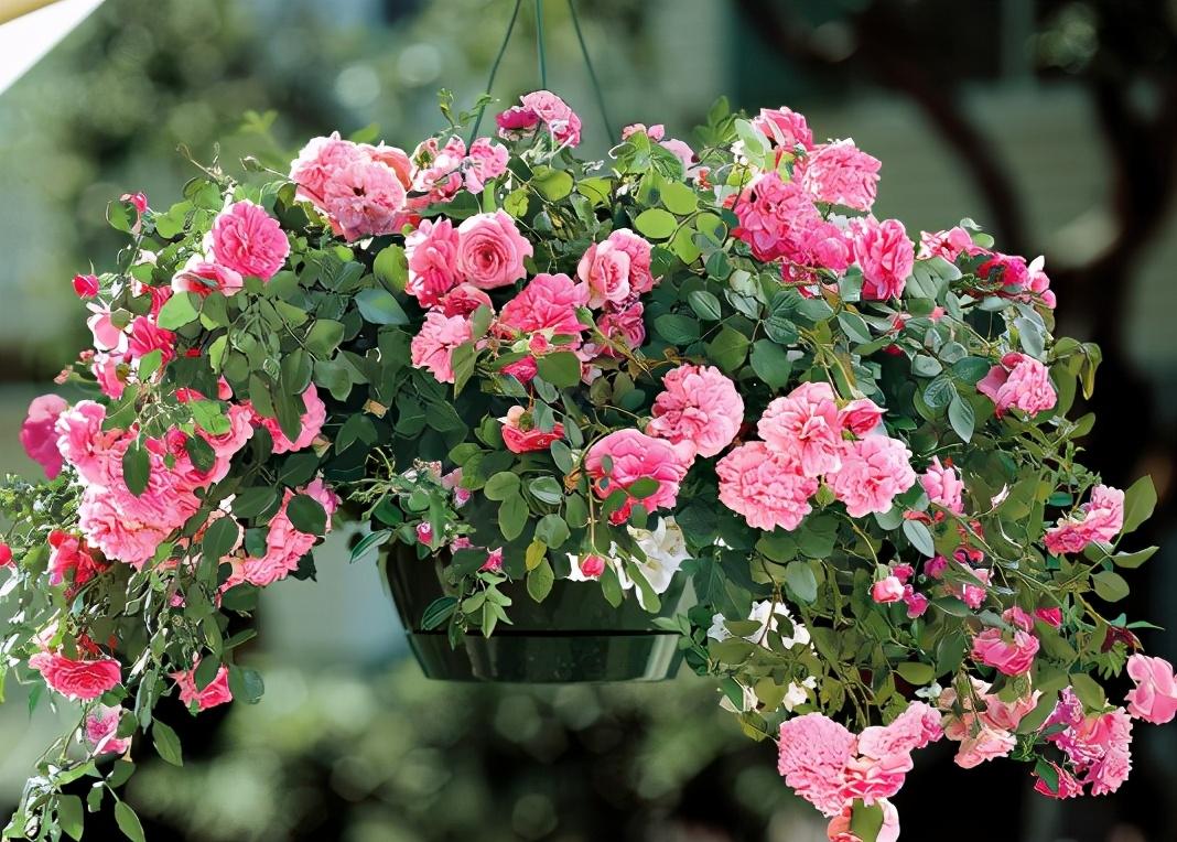 How to keep roses blooming