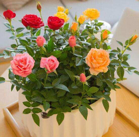 How to keep indoor roses alive