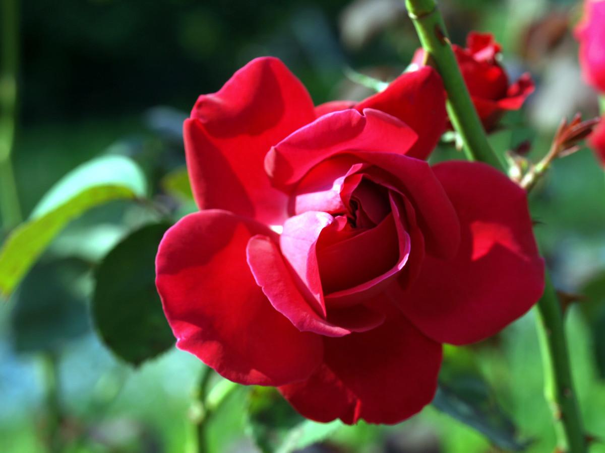 How to keep roses blooming