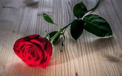 What is the meaning of red roses