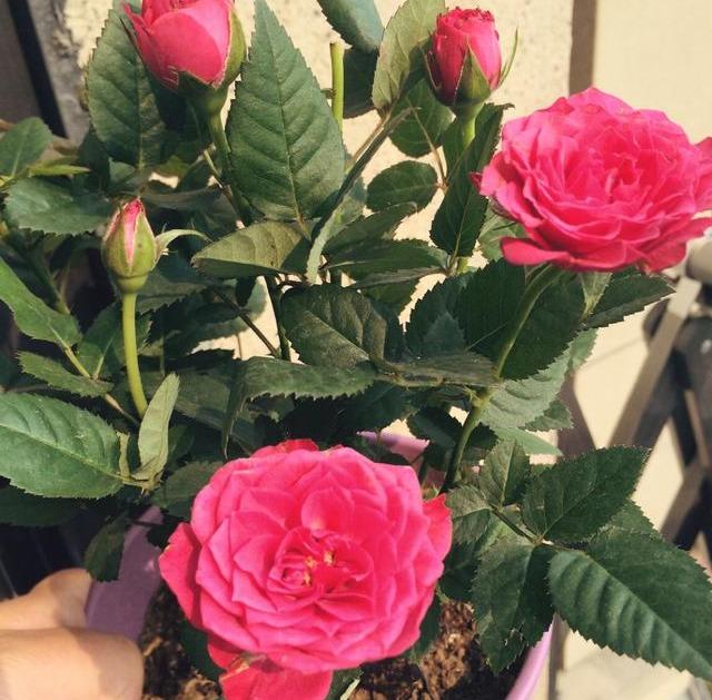 How to care for mini roses indoors