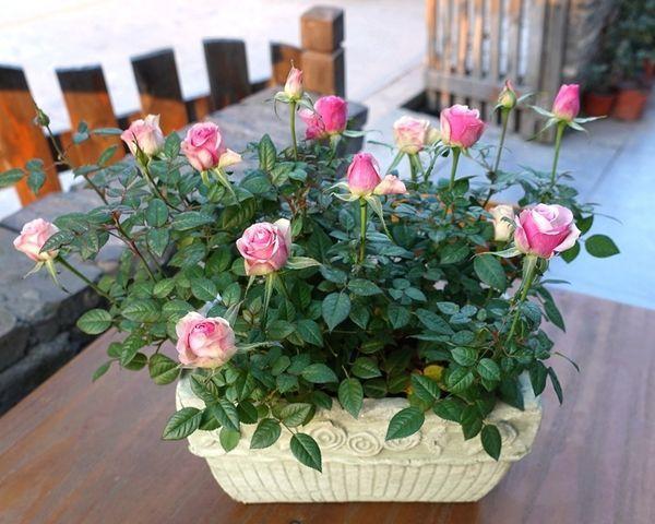 How to care for mini roses indoors