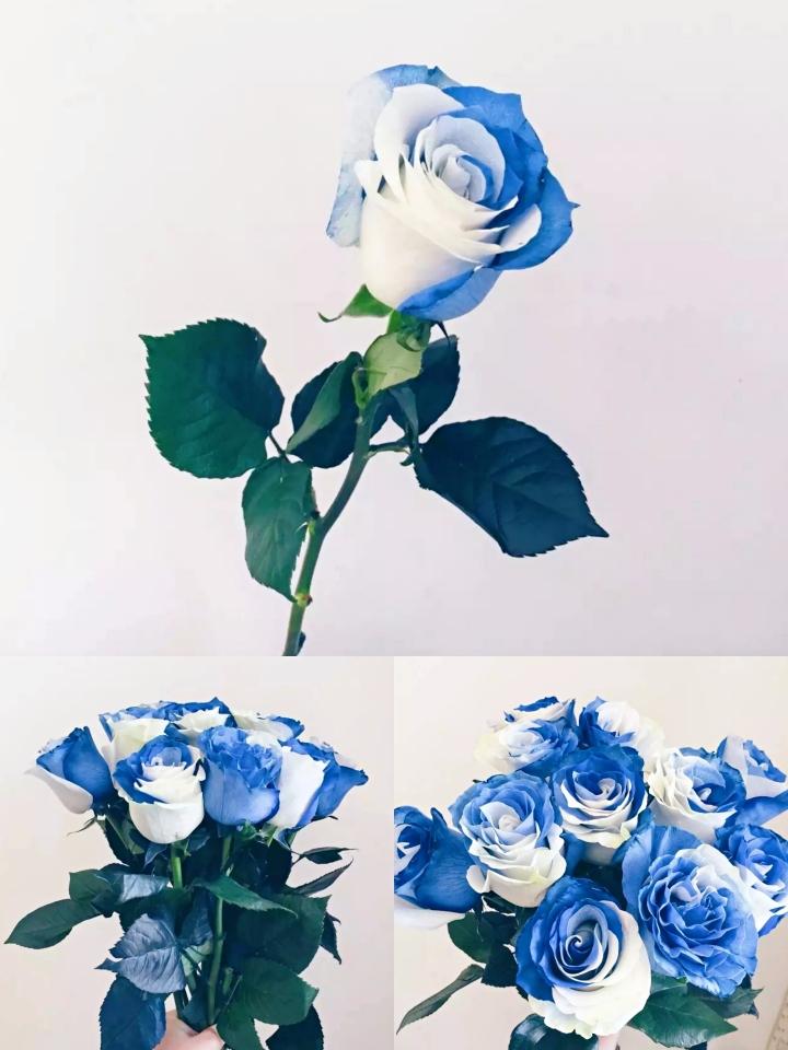 Why do roses change color