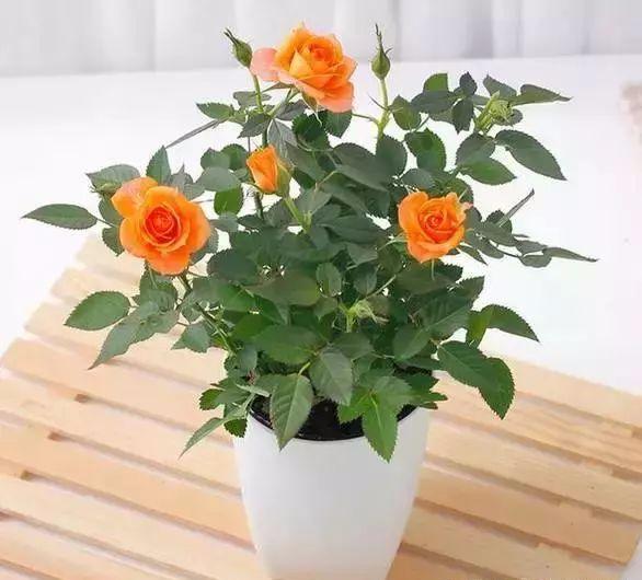 How often to water roses in a pot