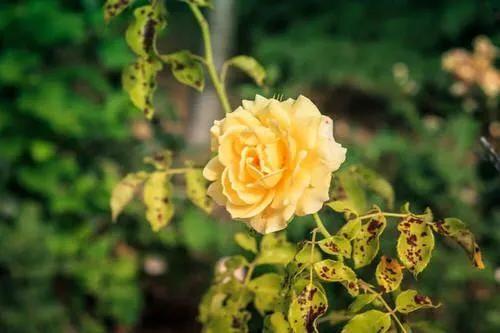 How to treat black spot on roses