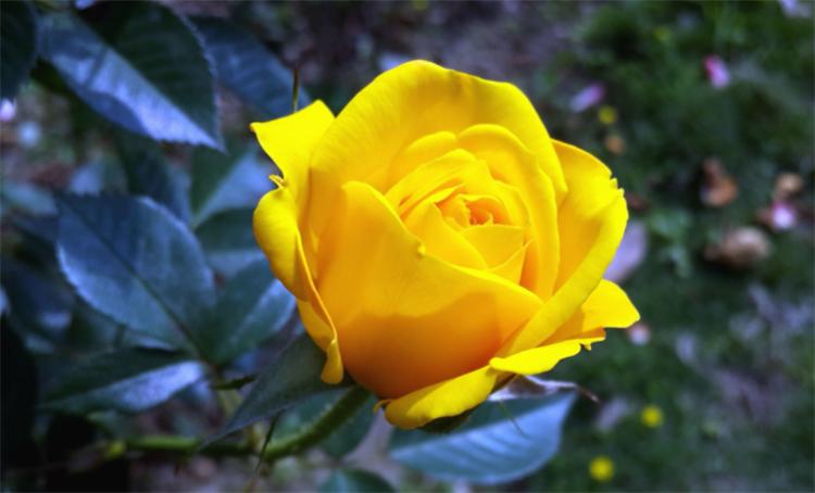 What is the significance of yellow roses