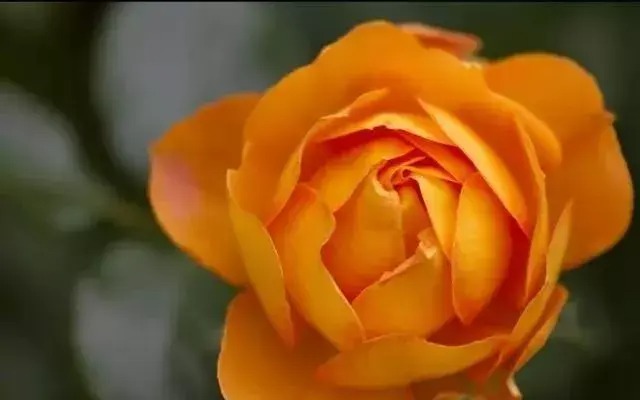 How many colors of roses are there