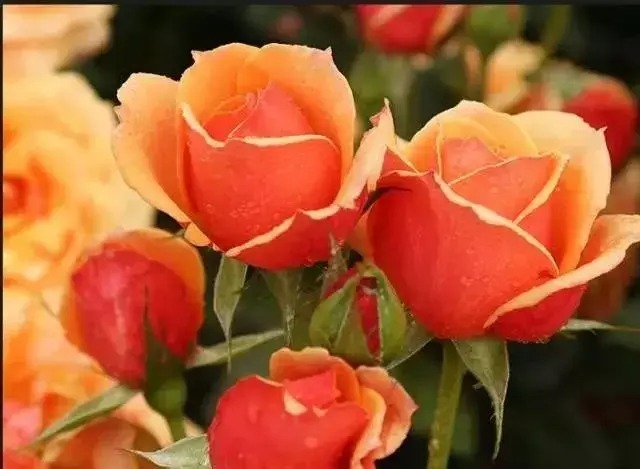 How many colors of roses are there