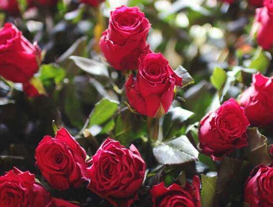 What is best fertilizer for roses