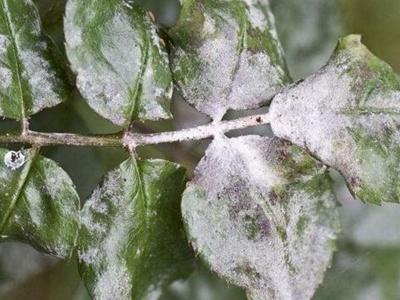 How to get rid of powdery mildew on roses