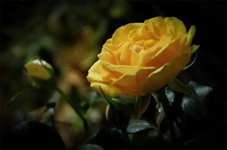 What is the significance of yellow roses