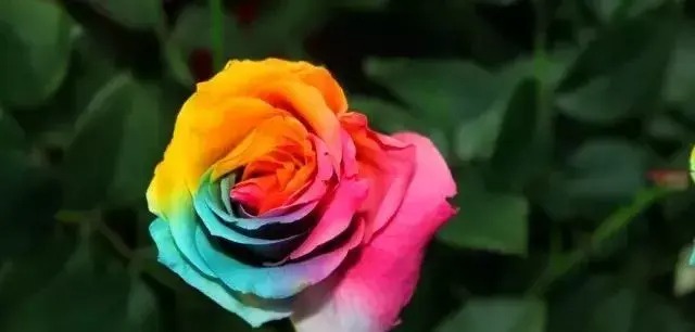 How many colors of roses are there