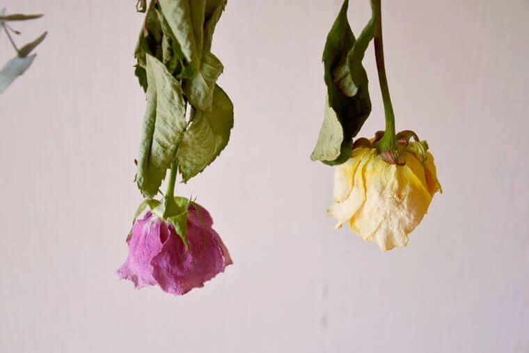 How to dry roses quickly