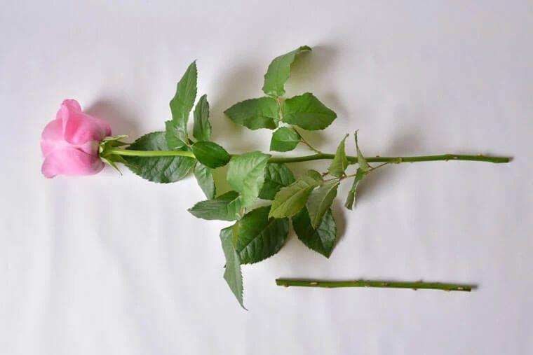 How to dry roses quickly