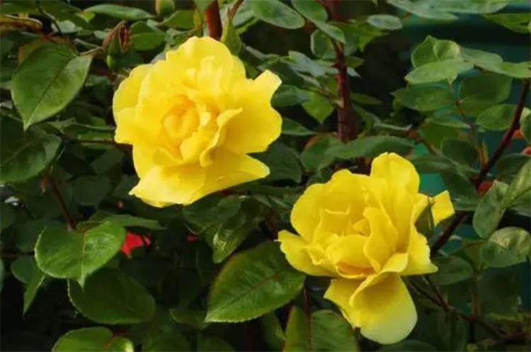 What is the significance of yellow roses