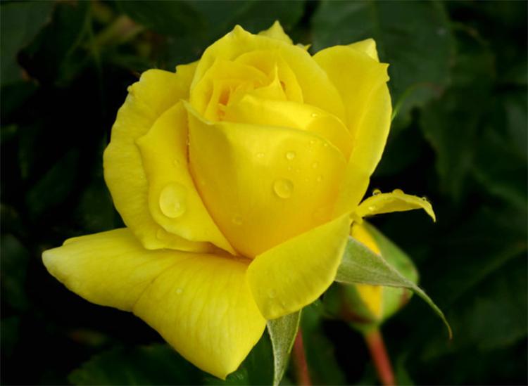 What is the significance of yellow roses