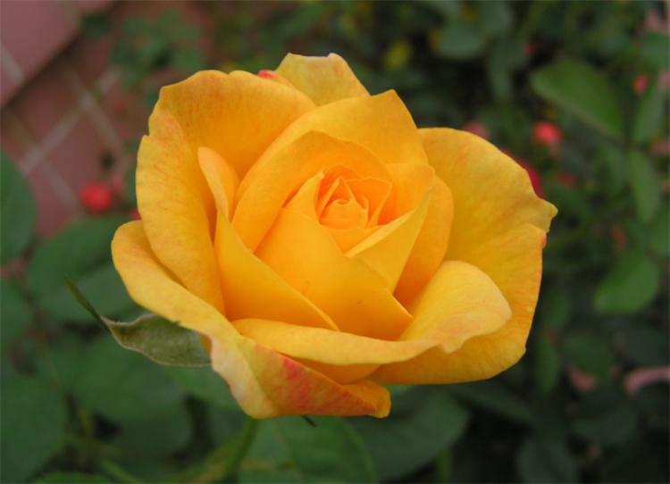 What is the significance of yellow roses