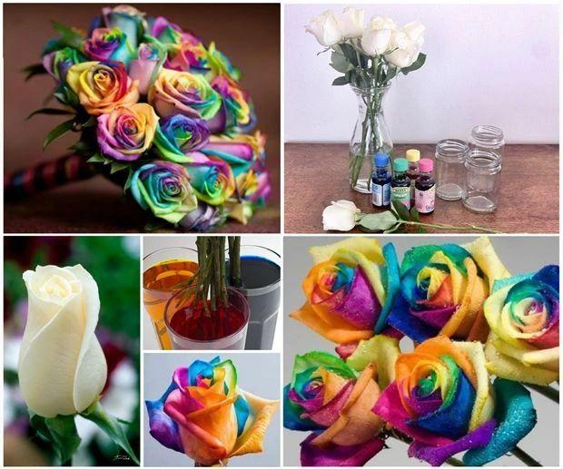 How to dye roses