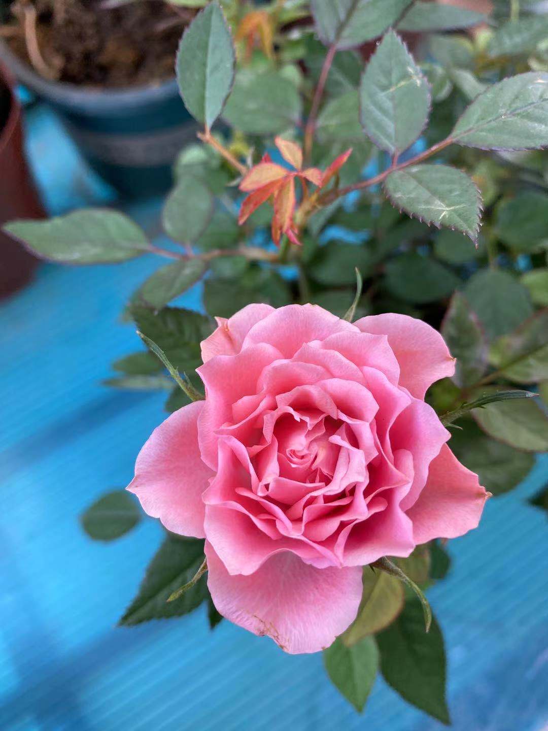 How to get rid of powdery mildew on roses