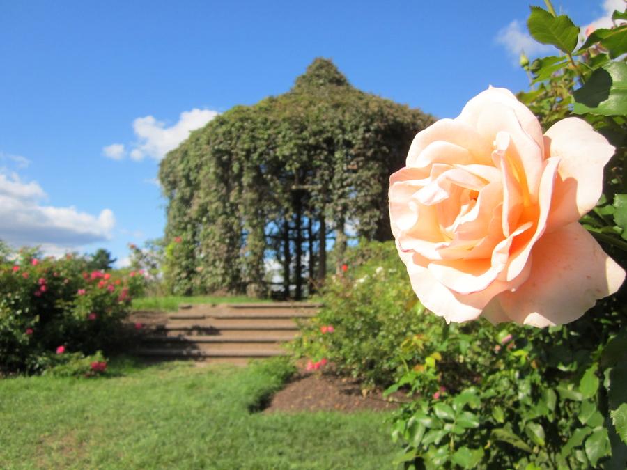 How to protect roses during winter