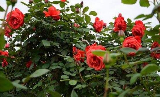 What is best fertilizer for roses