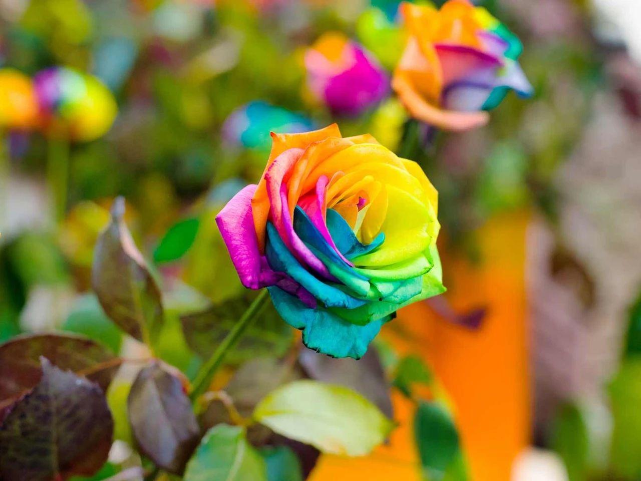 How to dye roses