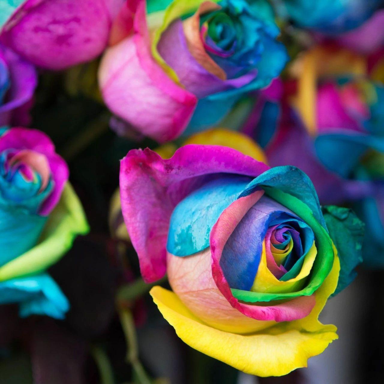 How to dye roses