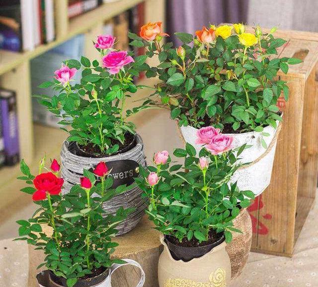 Can you grow roses in pots