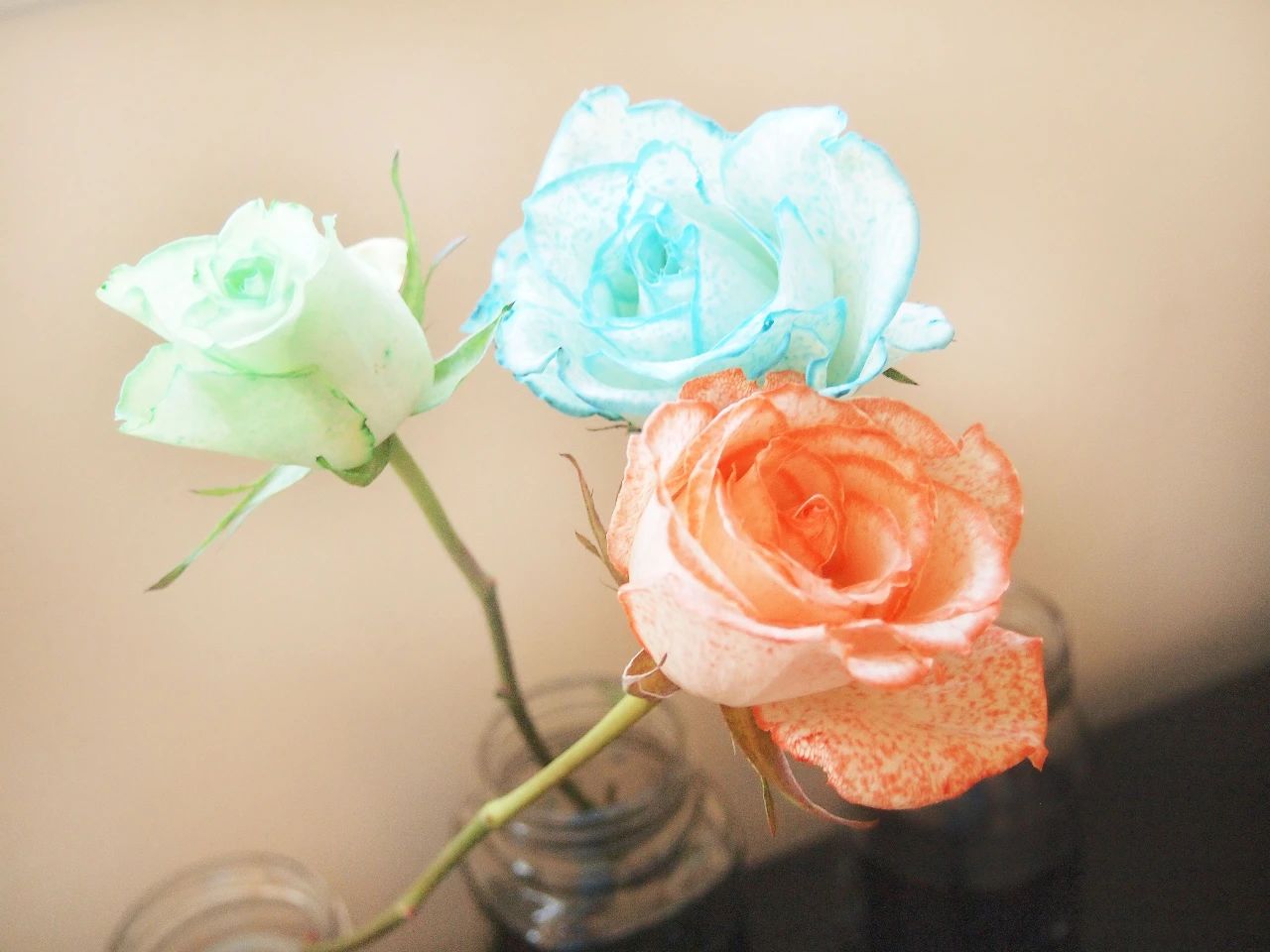 How to dye roses