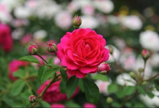 What is best fertilizer for roses