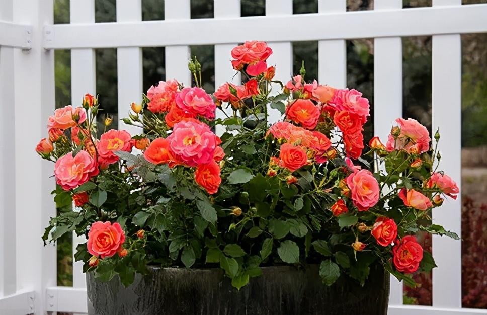 What is the best time to fertilize roses