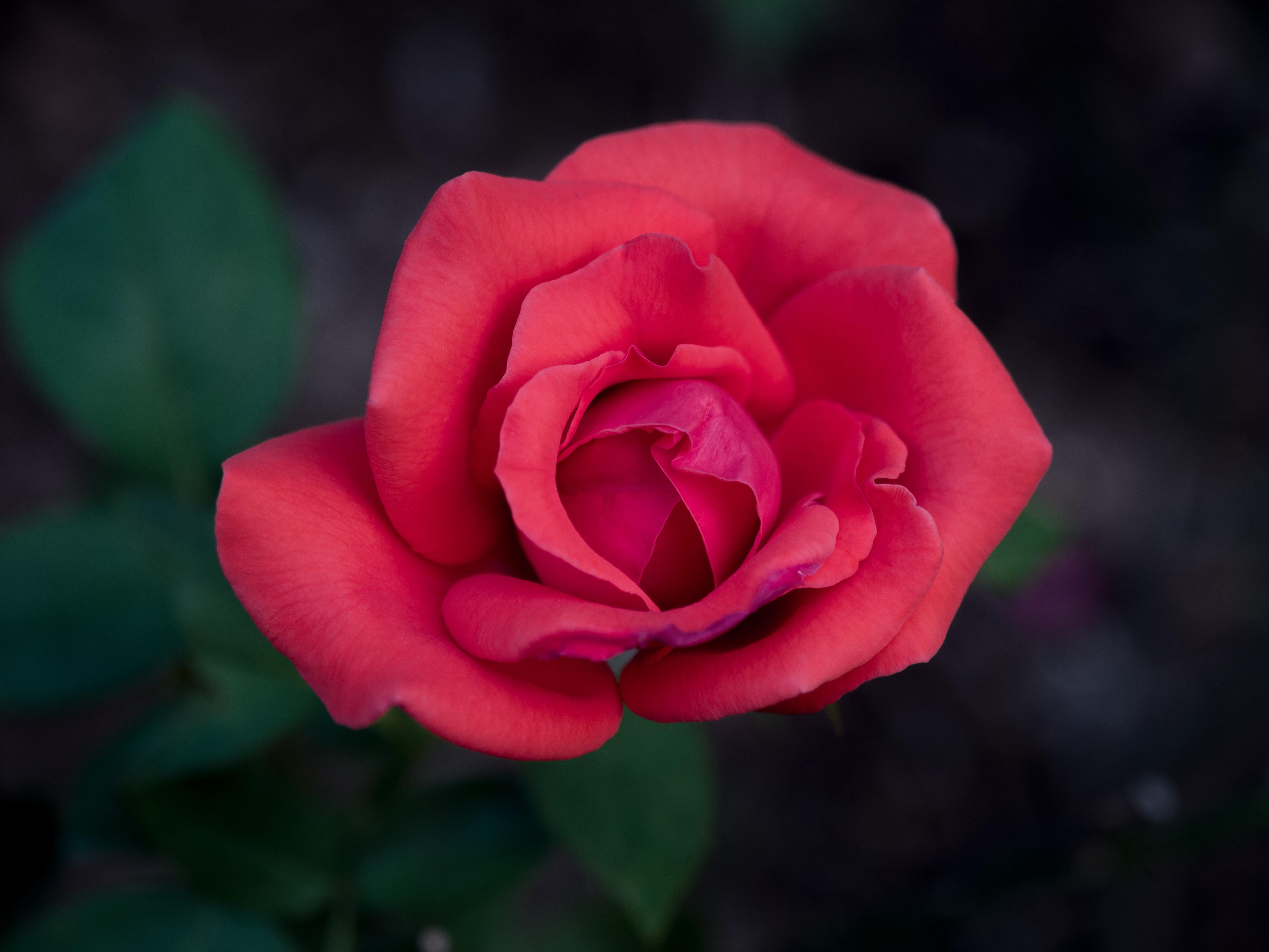 What causes yellow leaves on roses